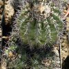 Copiapoa_coquimbana
